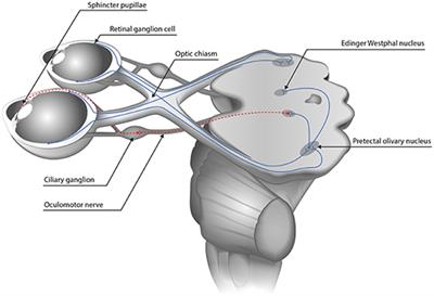 Standards in Pupillography